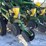 2006-john-deere-1790-image-22
