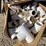 #3121-•-pvc-pipe-fittings-image-5