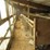 #8965-•-cattle-shed-image-4
