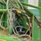 john-deere-469-image-24