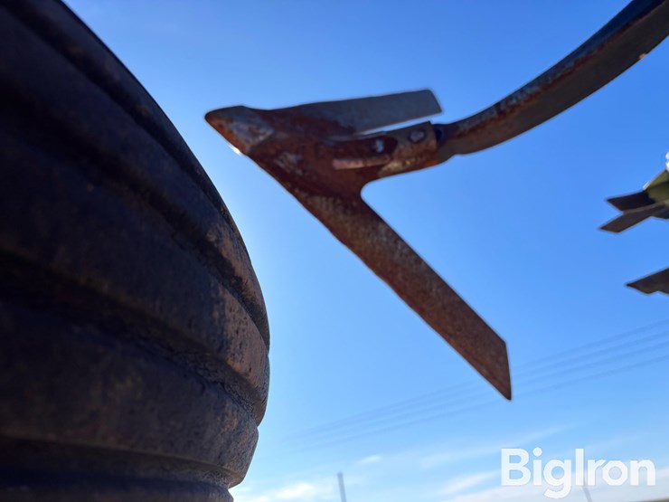 sunflower-42'-3060-42-fallow-king-image-19