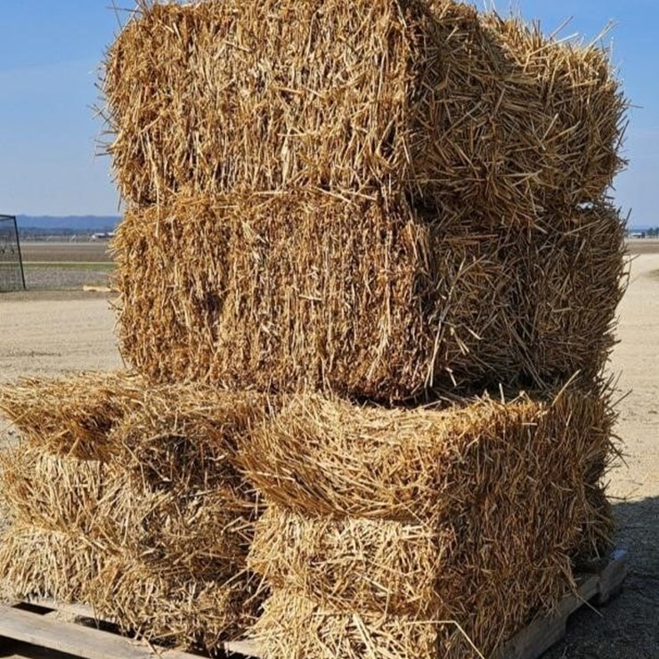 (10) Small Square Wheat Straw Bales - OFFSITE