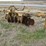 #27323-•-amco-mlj6-24-levee-plow-1004167-image-1