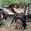 oliver-orchard-project-tractor-image-2