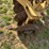 #38695-•-prime-1008-levee-plow-w/-w&a-894-levee-seeder-image-8