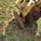 #38695-•-prime-1008-levee-plow-w/-w&a-894-levee-seeder-image-7