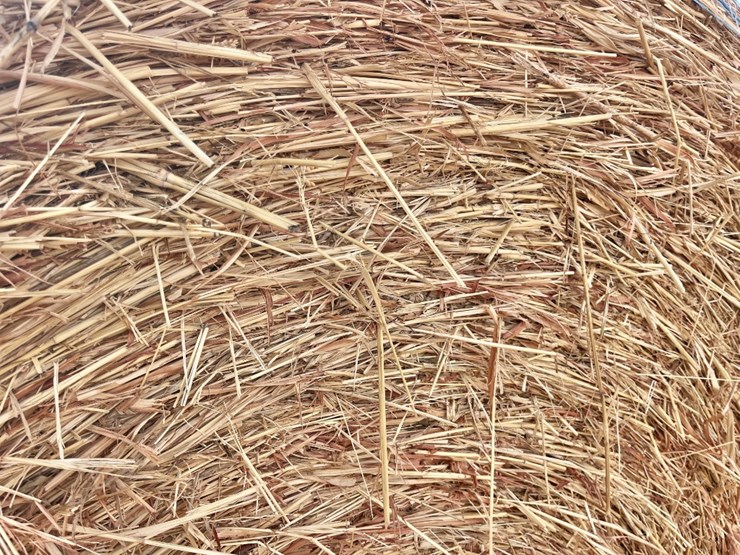 (10)-2025-baled-5x5-haygrazer-/-sorghum-grass-mix-round-bales-image-2