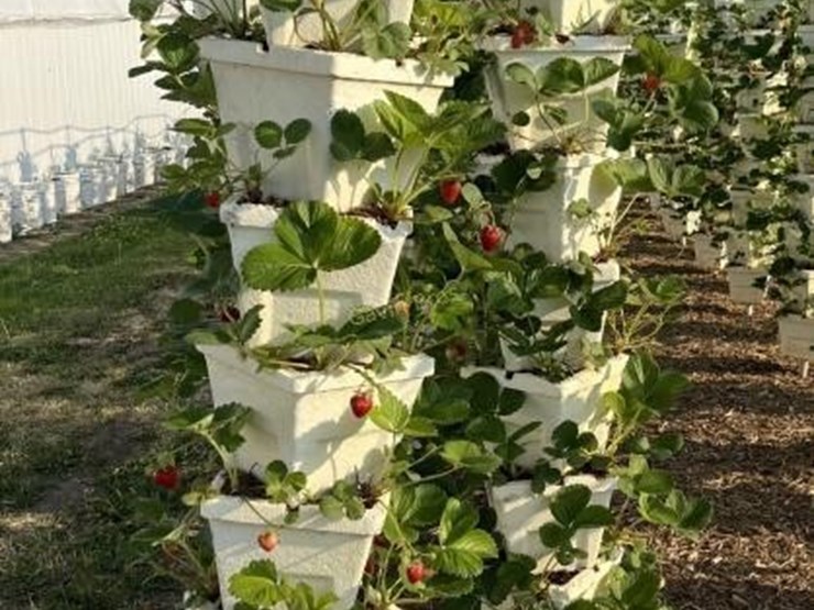 (80)-vertical-planting-towers---offsite-image-1