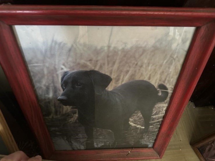 wildlife-framed-portraits-image-4