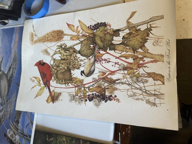 vintage-wildlife-portraits-image-5