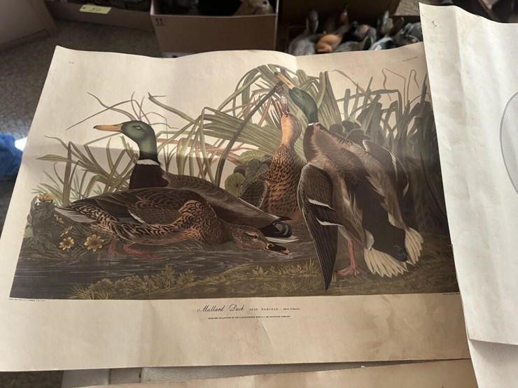 wildlife-portraits-image-10