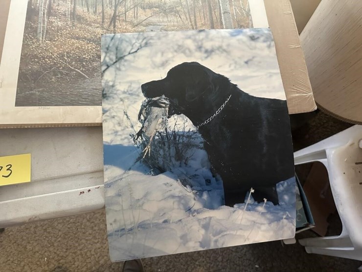 wildlife-portraits-image-7