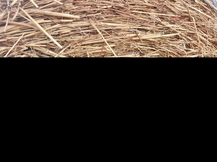 (10)-2025-baled-5x5-haygrazer-/-sorghum-grass-mix-round-bales-image-2