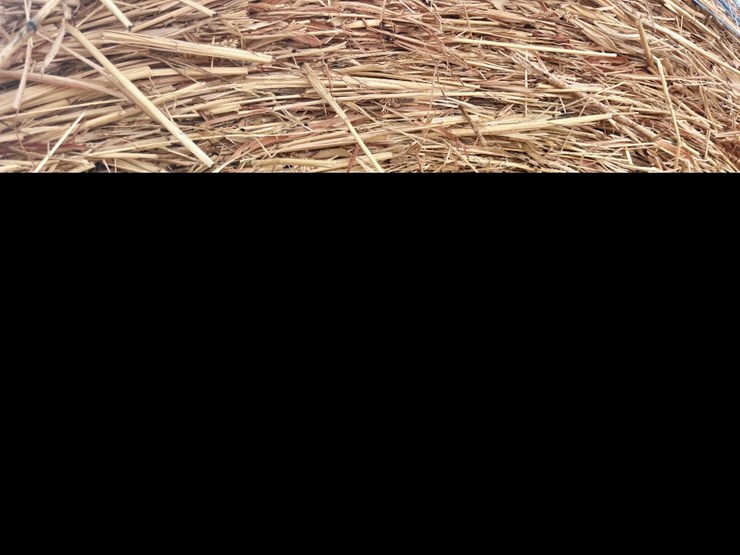 (10)-2025-baled-5x5-haygrazer-/-sorghum-grass-mix-round-bales-image-2