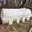 lot-42.-1000-gallon-poly-tank-image-5