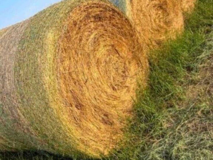 21--5x60"-ozark-bermuda-no-stickers-image-1