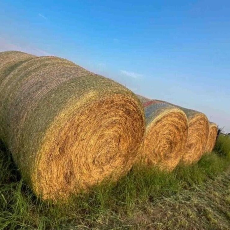 21- 5x60" Ozark Bermuda No Stickers