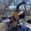 #6052-•-2000-woods-8100-chipper-image-1
