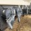 bourgault-5350-image-44