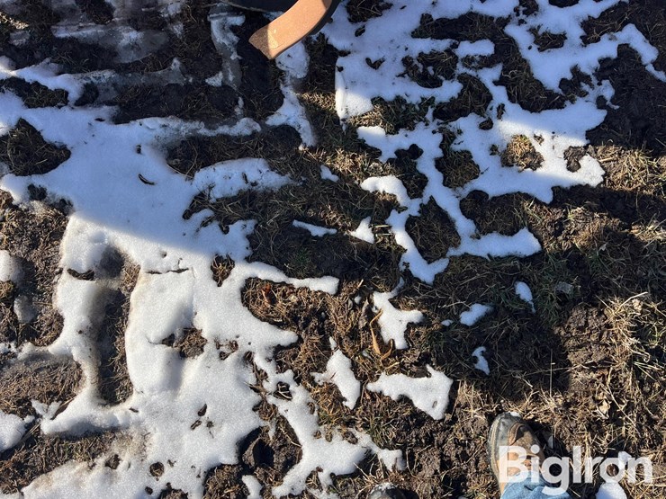 sunflower-4212-14-image-10