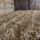#7416-•-(30)-big-square-bales-of-wheat-straw-(rice-lake,-wi)-image-4