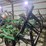 18'-deutz-allis-1250-field-cultivator-w/-remlinger-single-bar-diagonal-spike-harrow-image-24