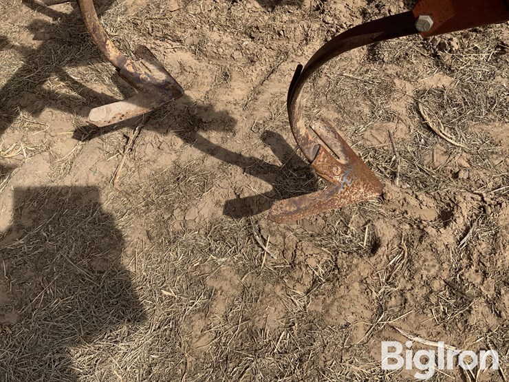 sunflower-5431-image-19