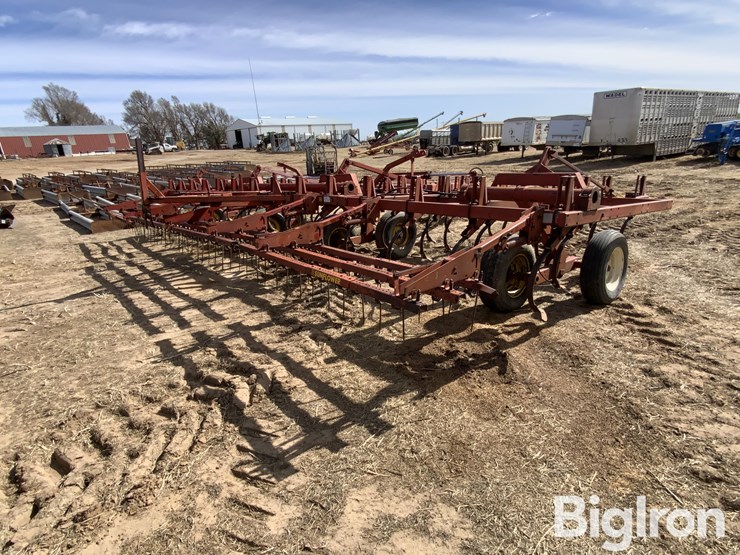 sunflower-5431-image-5