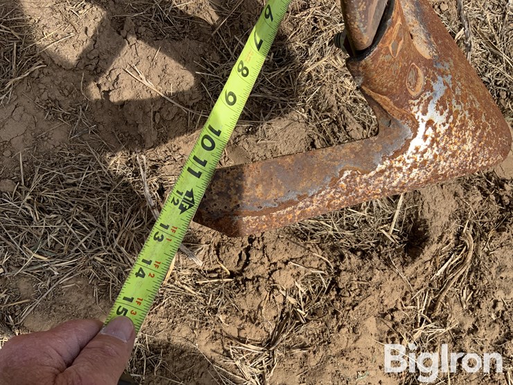 sunflower-5431-image-20