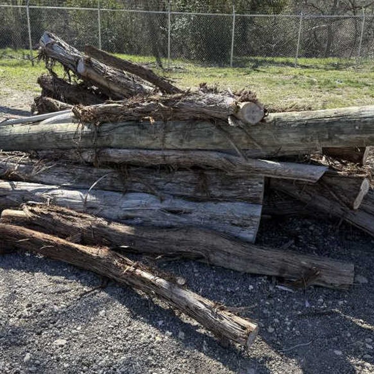 #127 • Bundle Of Tree Limbs & Electrical Pole