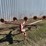 #3109-•-tonutti-hay-rake-image-2