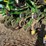 john-deere-1770nt-image-18