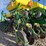 john-deere-1770nt-image-14