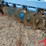 2015-lemken-rubin-12-compact-disk-harrow-image-10