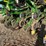 john-deere-1770nt-image-18
