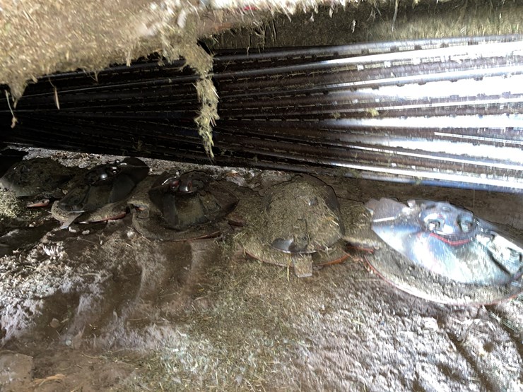 #6040-•-case-dcx161-discbine-image-23