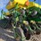 john-deere-1770nt-image-14