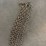 20ft-chain-image-2