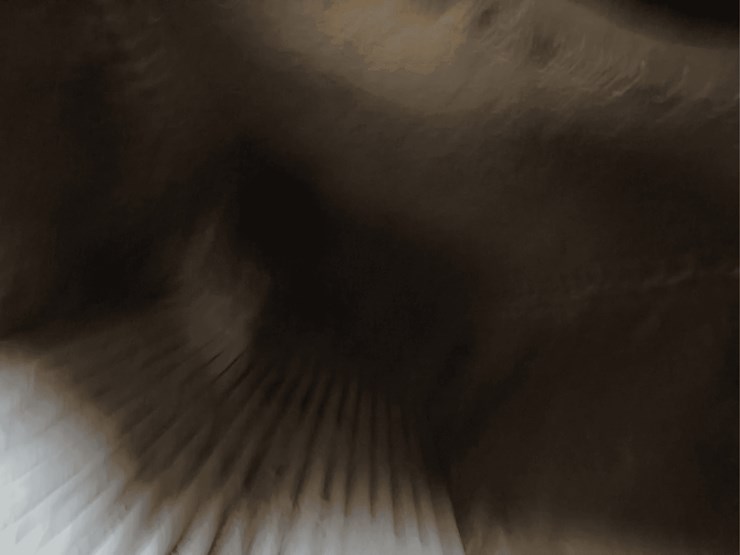 1912-20hp-russell-steam-traction-engine-image-67