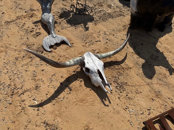 5270---absolute---bull-head-skeleton-&-horns-image-1