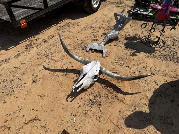 5270---absolute---bull-head-skeleton-&-horns-image-2