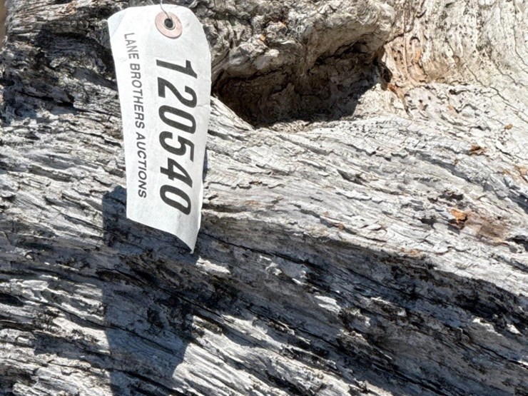 5237---fat-lighter-stump-image-5