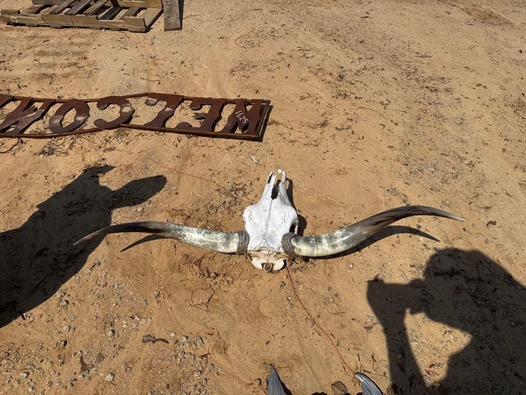 5270---absolute---bull-head-skeleton-&-horns-image-3