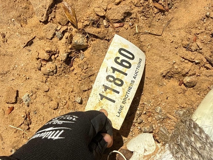 5270---absolute---bull-head-skeleton-&-horns-image-4