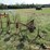 #37327-•-4-wheel-hay-rake-image-3