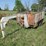 #37313-•-2026-homemade-9'-t/a-steel-gooseneck-utility-trailer-arkvin00780967150-image-1
