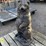 concrete-bear-statue-image-2