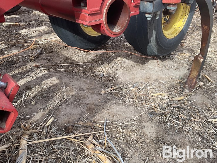 sunflower-4212-image-14