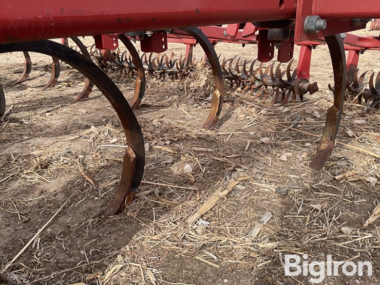 sunflower-4212-image-15