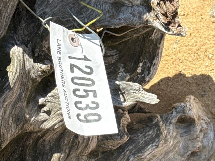 5236---fat-lighter-stump-image-4